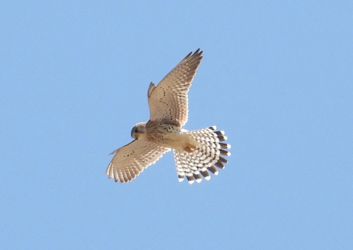 Malagasy Kestrel - ML644404866