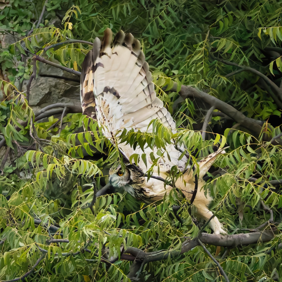 Rock Eagle-Owl - ML644404886