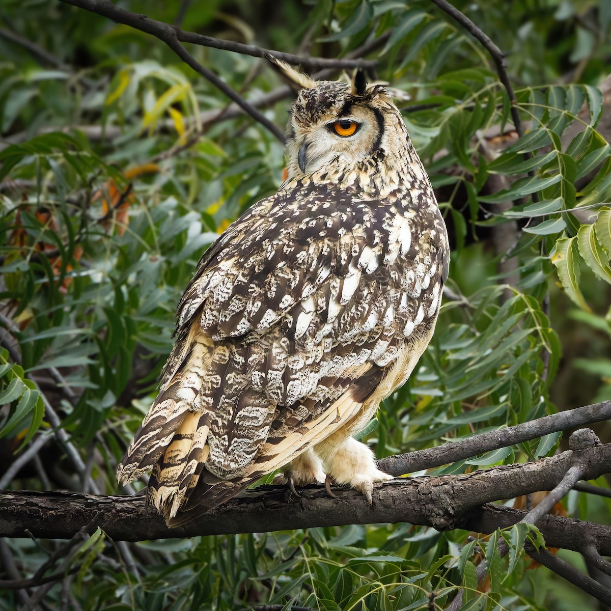 Rock Eagle-Owl - ML644404887