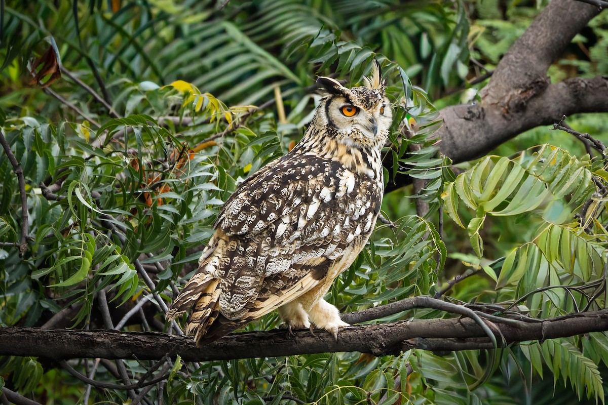 Rock Eagle-Owl - ML644404888