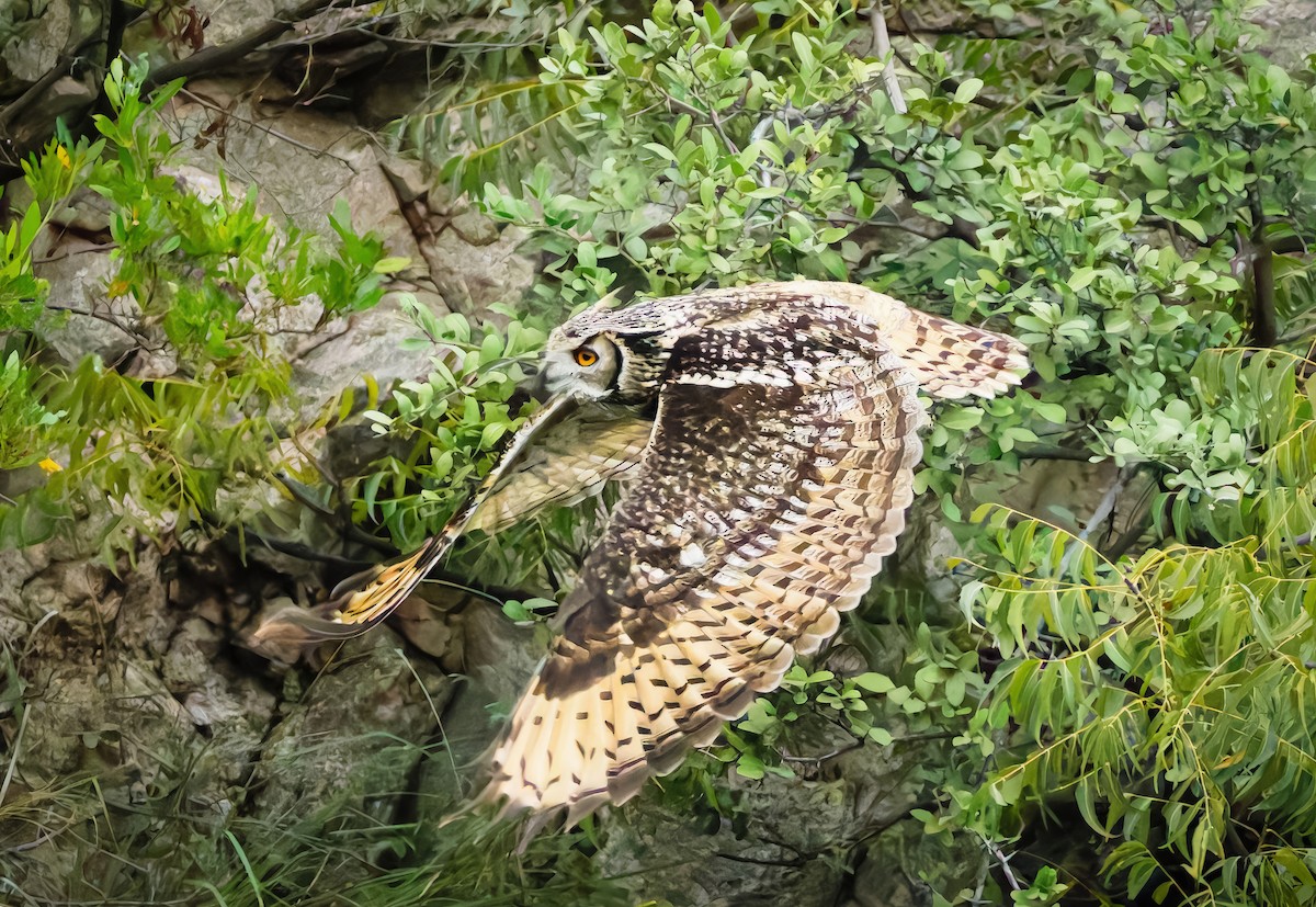 Rock Eagle-Owl - ML644404889