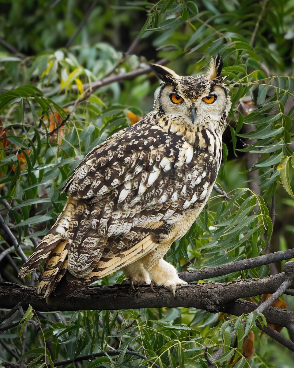 Rock Eagle-Owl - ML644404890
