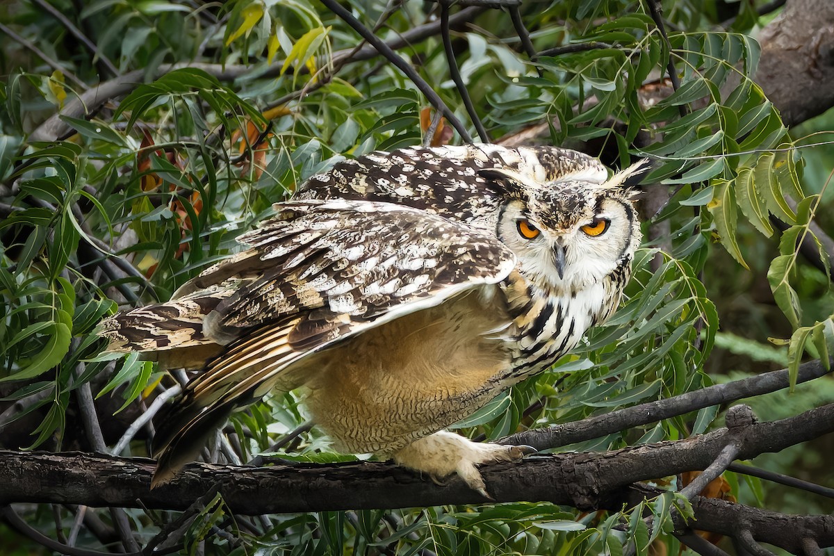 Rock Eagle-Owl - ML644404891