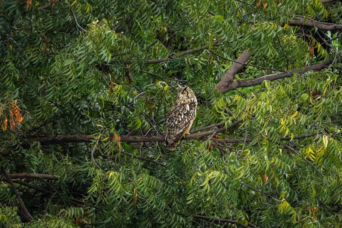 Rock Eagle-Owl - ML644404892