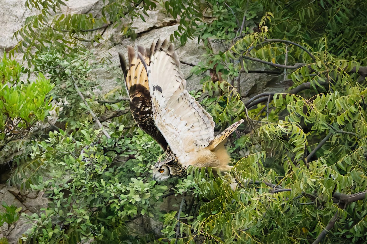 Rock Eagle-Owl - ML644404893