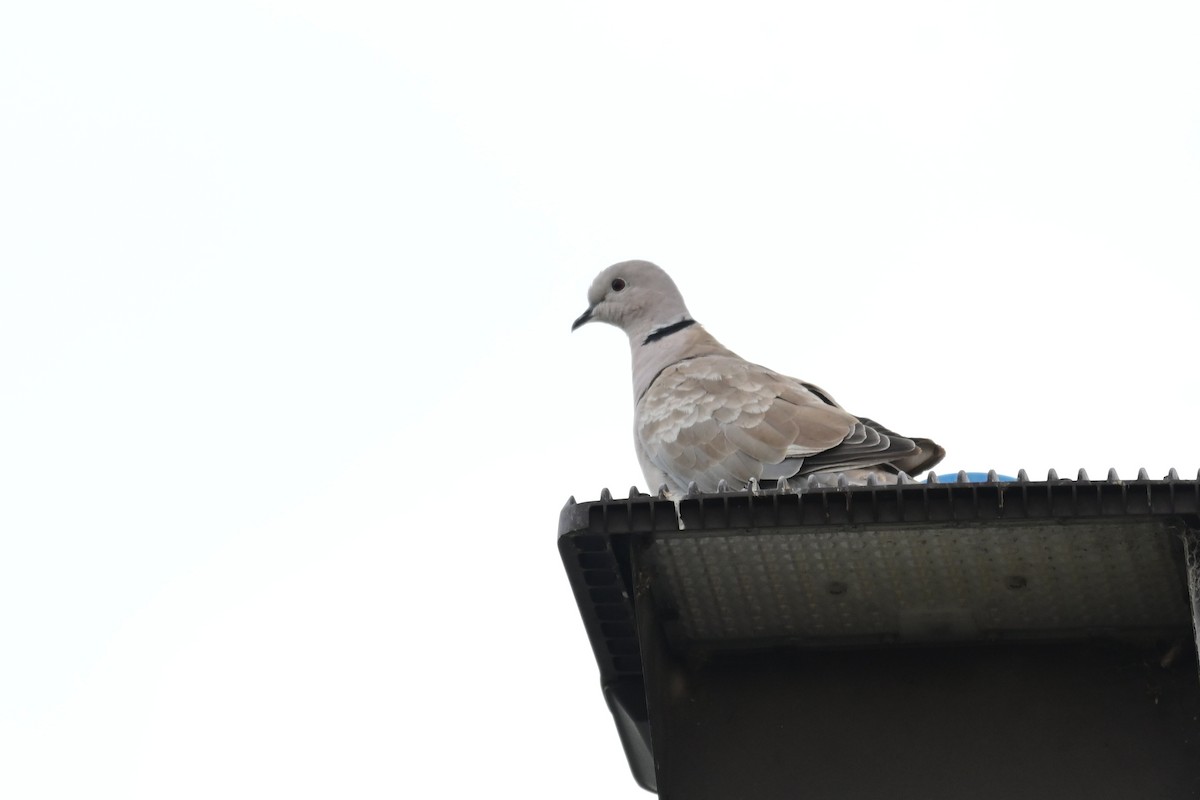 hrdlička zahradní - ML644404913