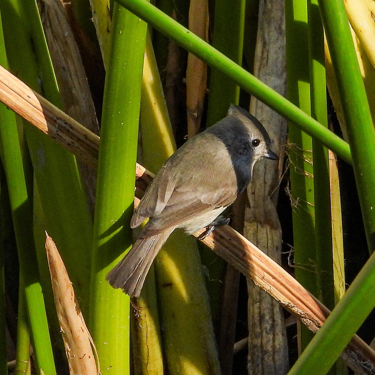 Oak Titmouse - ML644404921