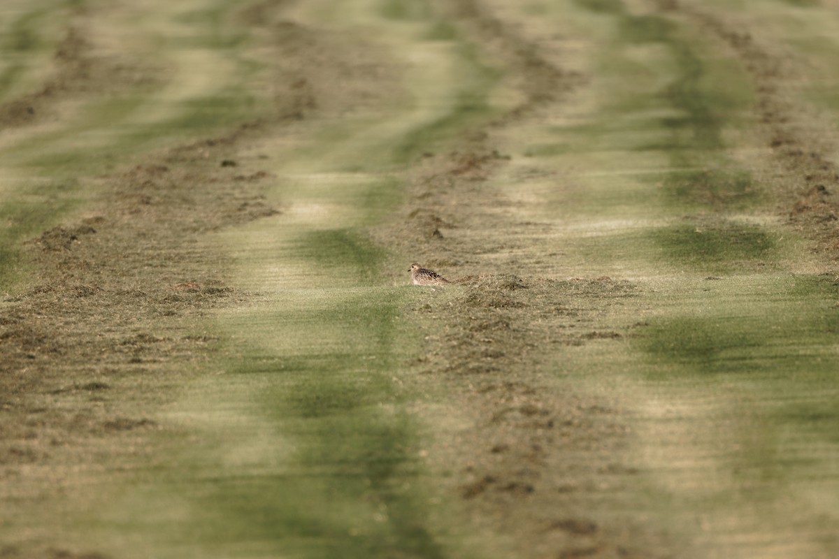 太平洋金斑鴴 - ML644404922