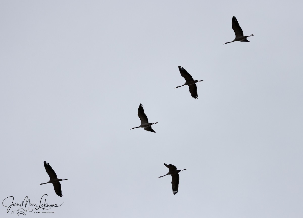 Common Crane - ML644404925