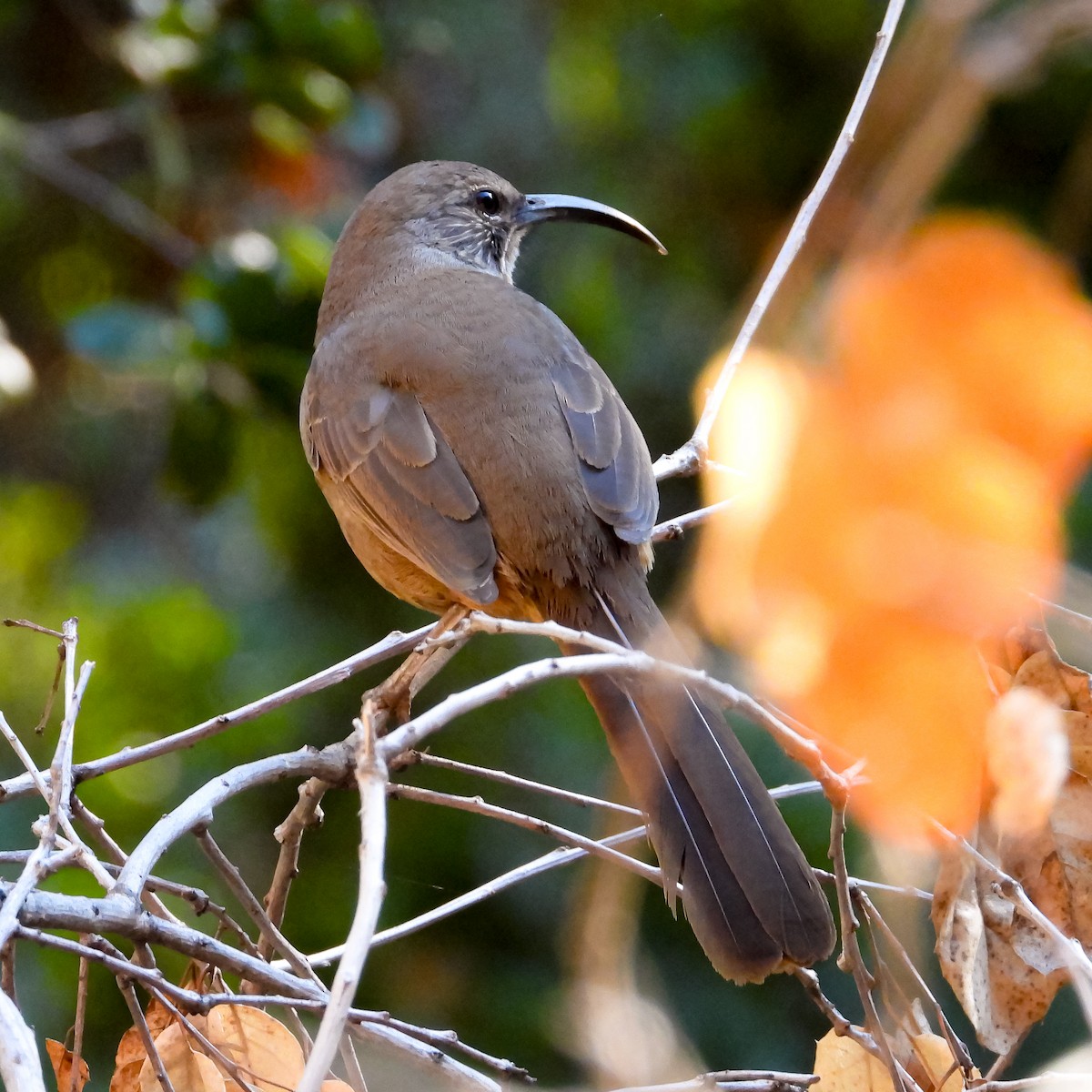 California Thrasher - ML644404932