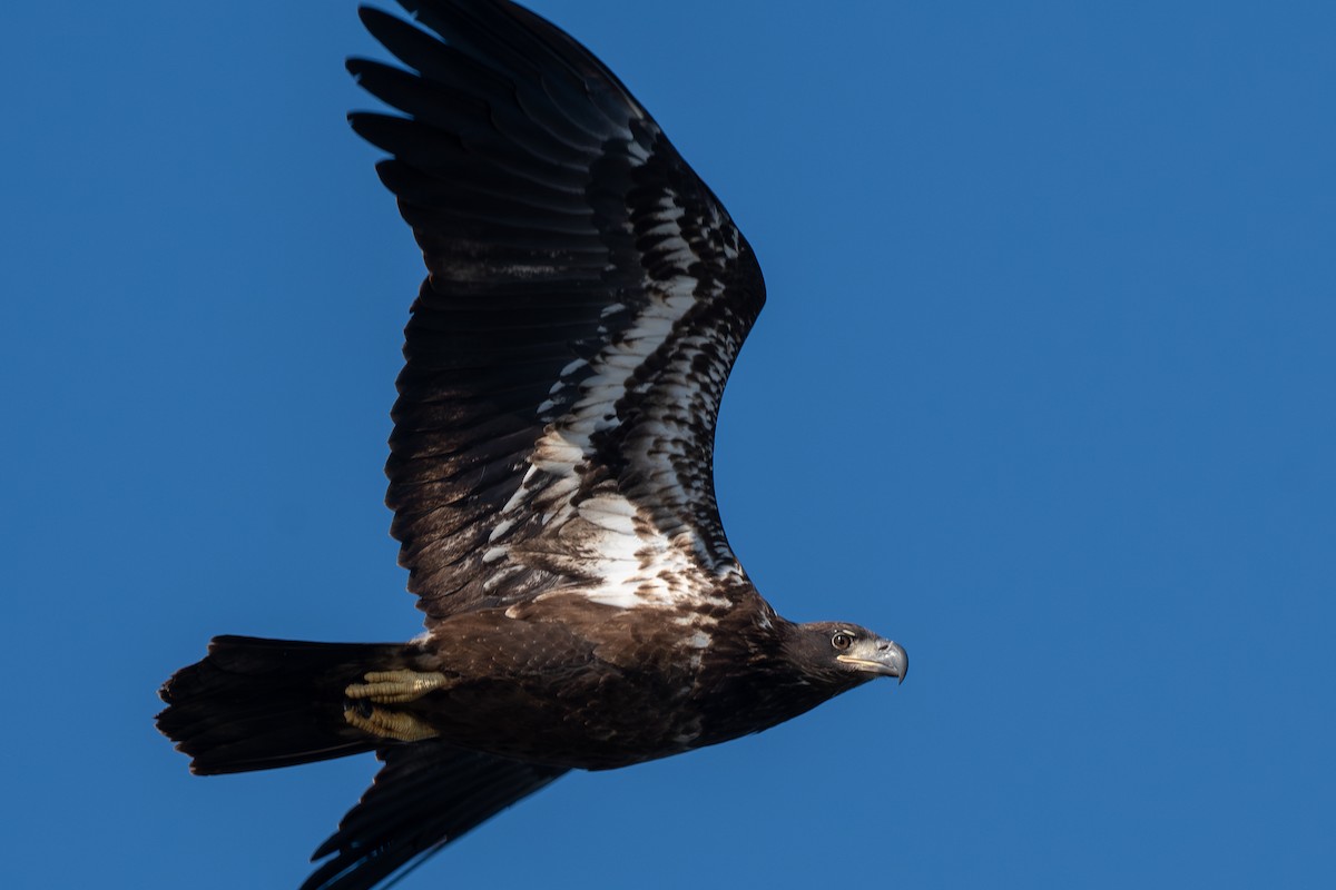 Белоголовый орлан - ML644404944