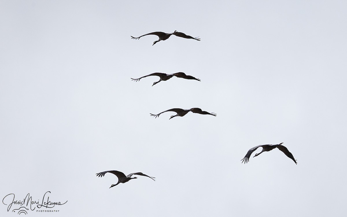 Common Crane - ML644404957