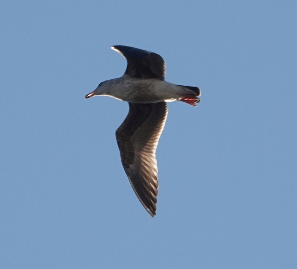 Western Gull - ML644404962