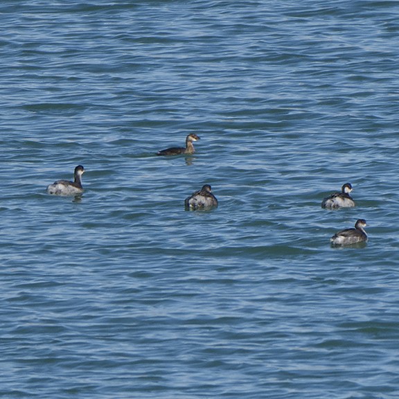 Pied-billed Grebe - ML644404967