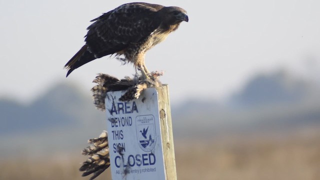 Zapelatz buztangorria - ML644404996