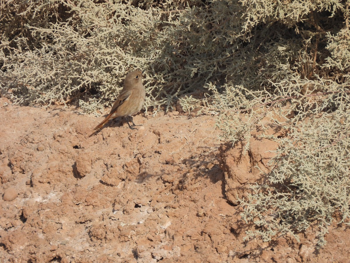 Gartenrotschwanz - ML644405010