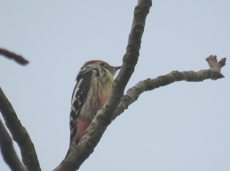 Middle Spotted Woodpecker - ML644405024