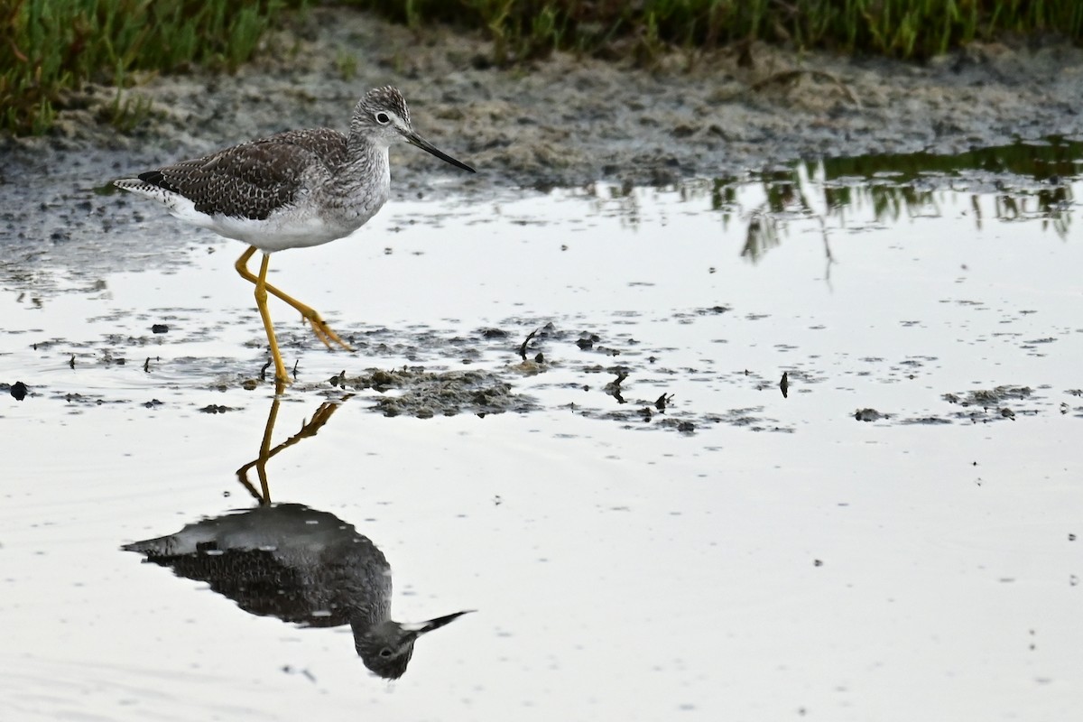 Lesser/Greater Yellowlegs - ML644405027