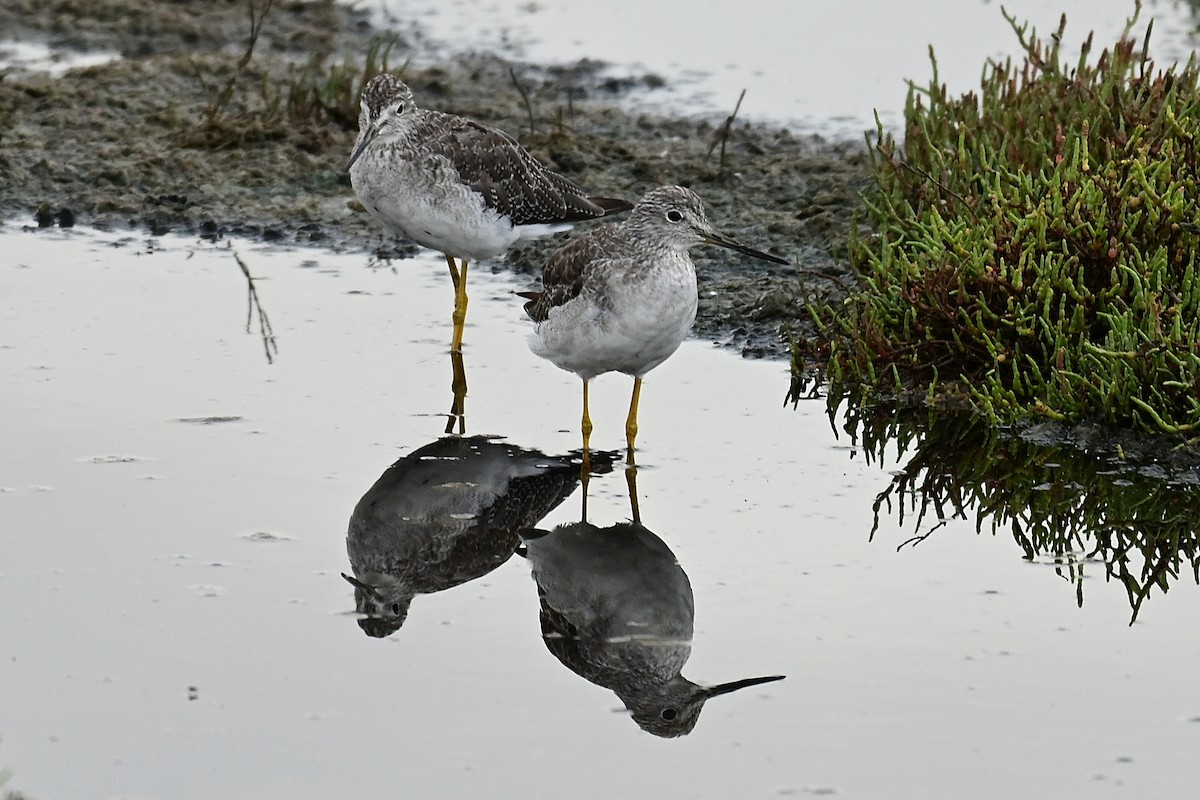 Lesser/Greater Yellowlegs - ML644405028
