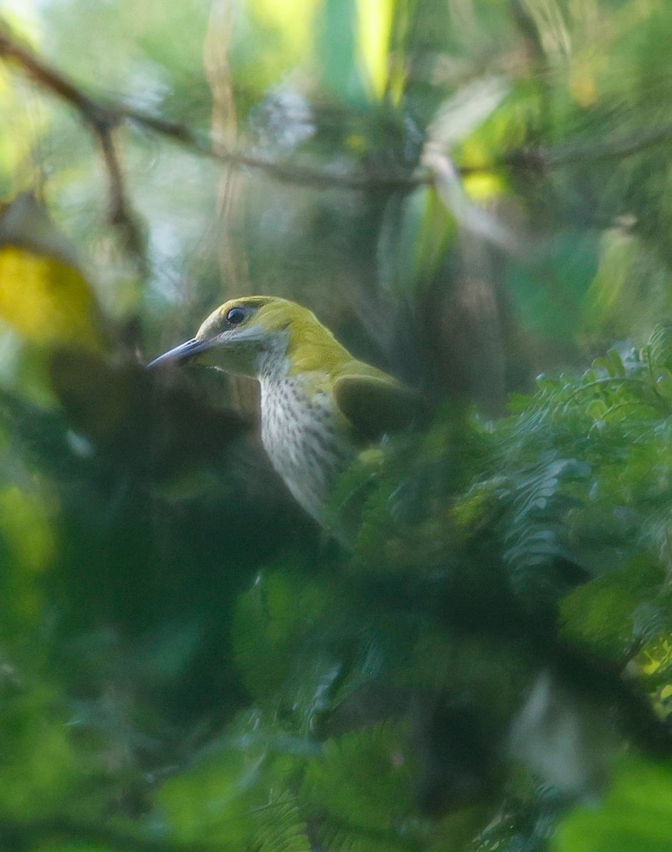 זהבן הודי - ML644405046