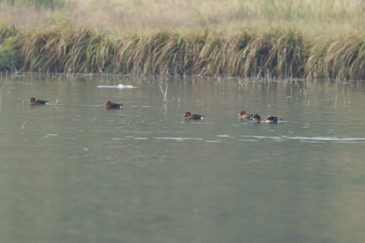 Ferruginous Duck - ML644405059