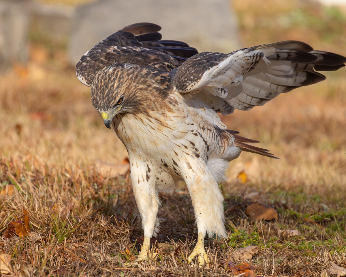 Red-tailed Hawk - ML644405073