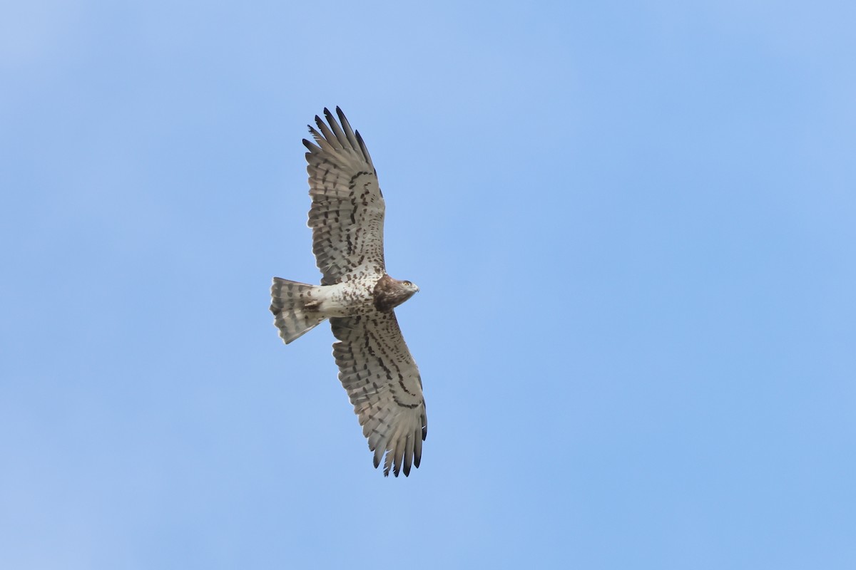 Biancone - ML644405076