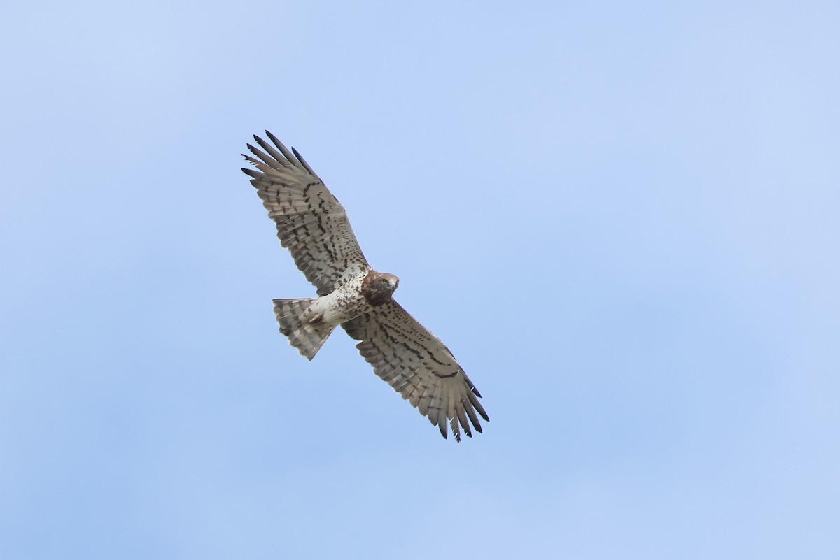 Biancone - ML644405077