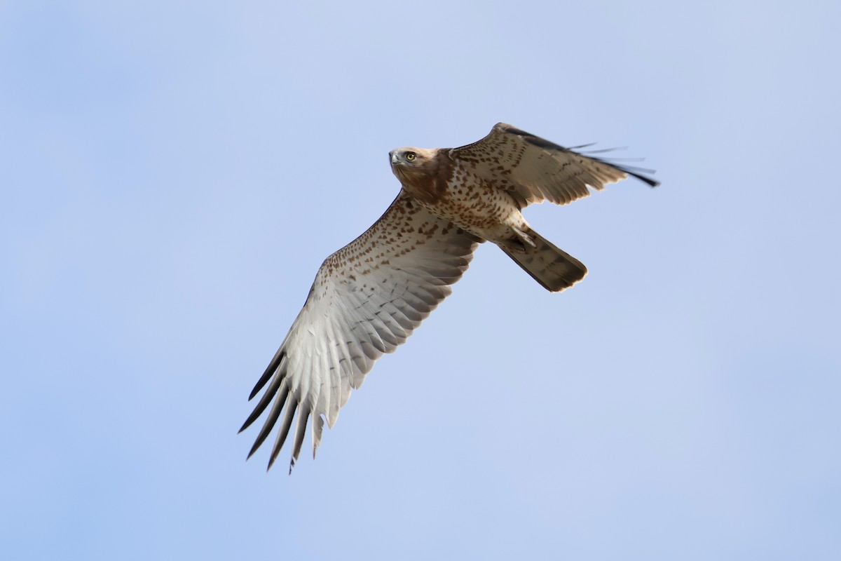 Biancone - ML644405078