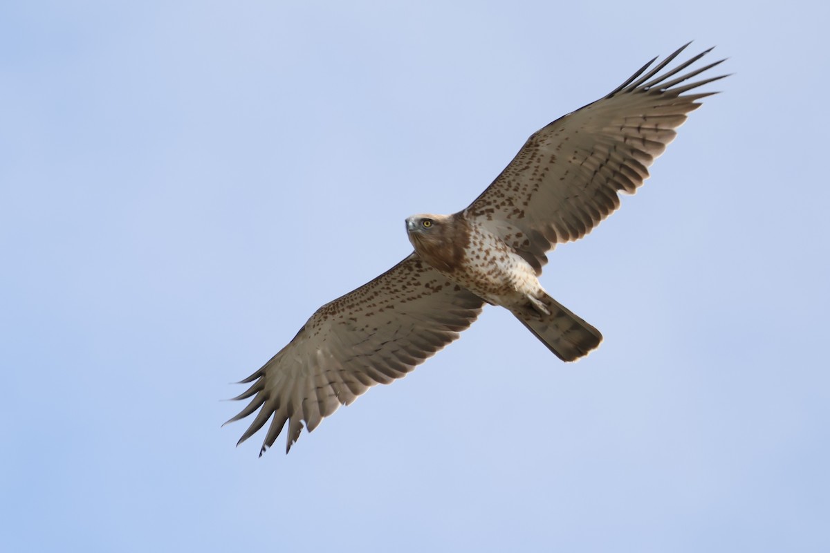 Biancone - ML644405079