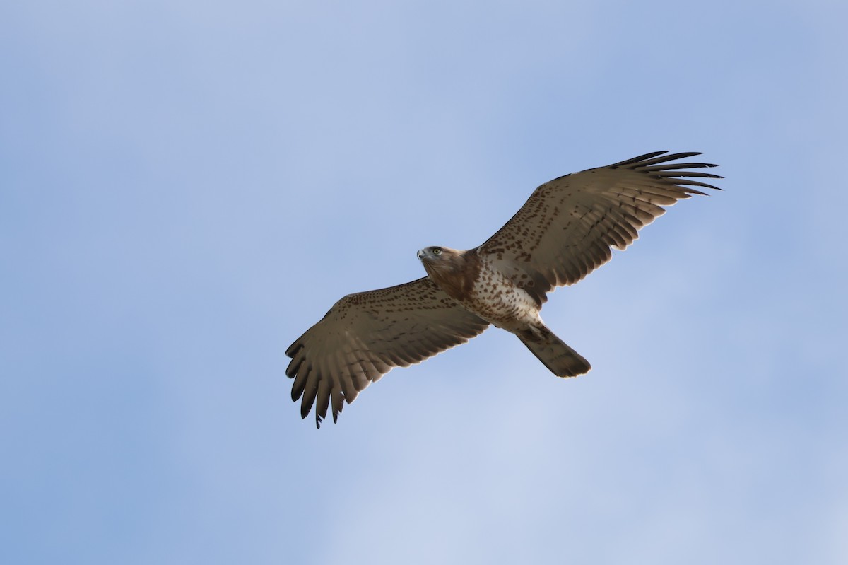 Biancone - ML644405080