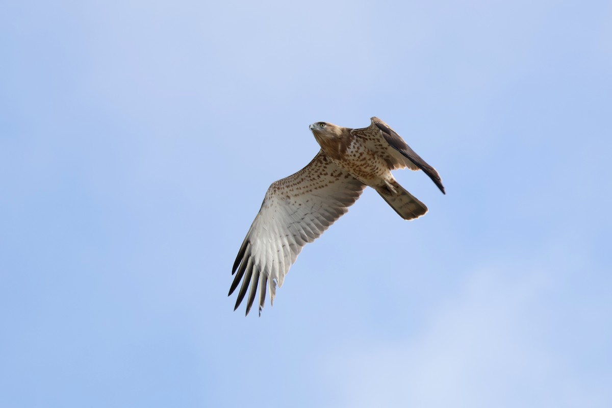 Biancone - ML644405081