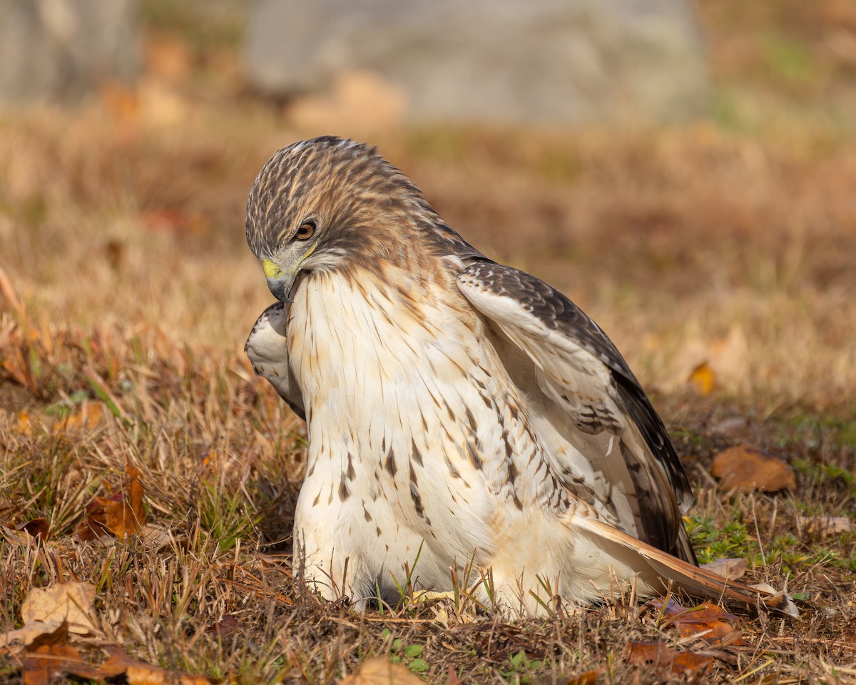 Red-tailed Hawk - ML644405082