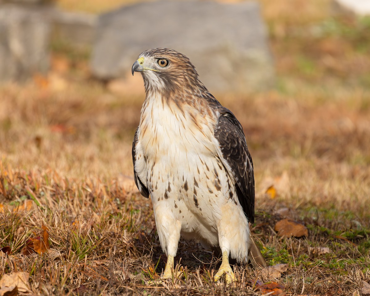 Red-tailed Hawk - ML644405083