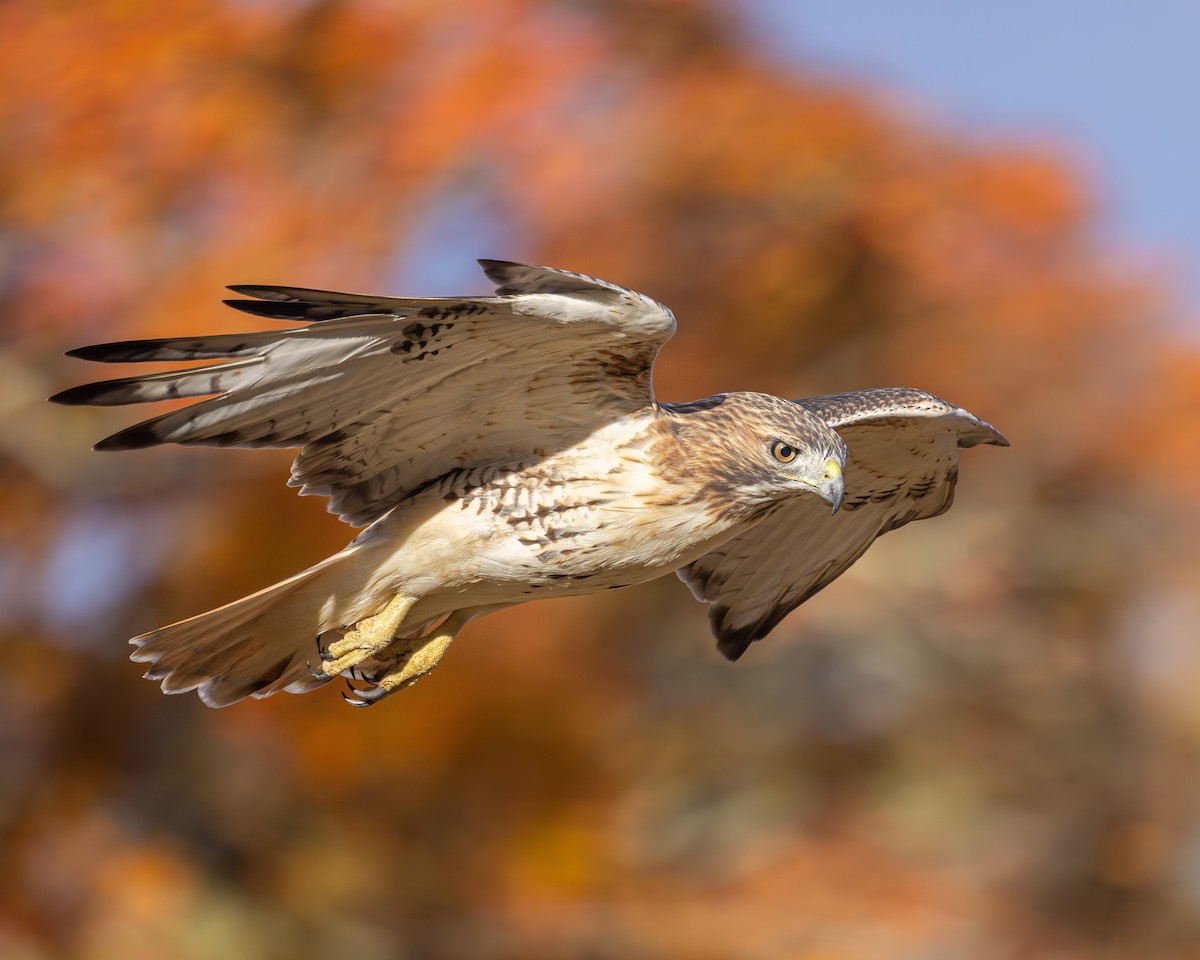 Red-tailed Hawk - ML644405084
