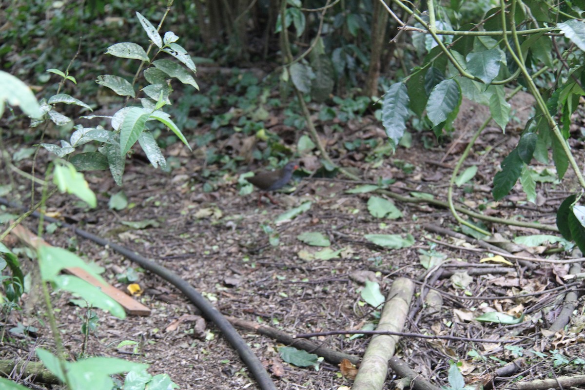 Râle à bec peint - ML644405087