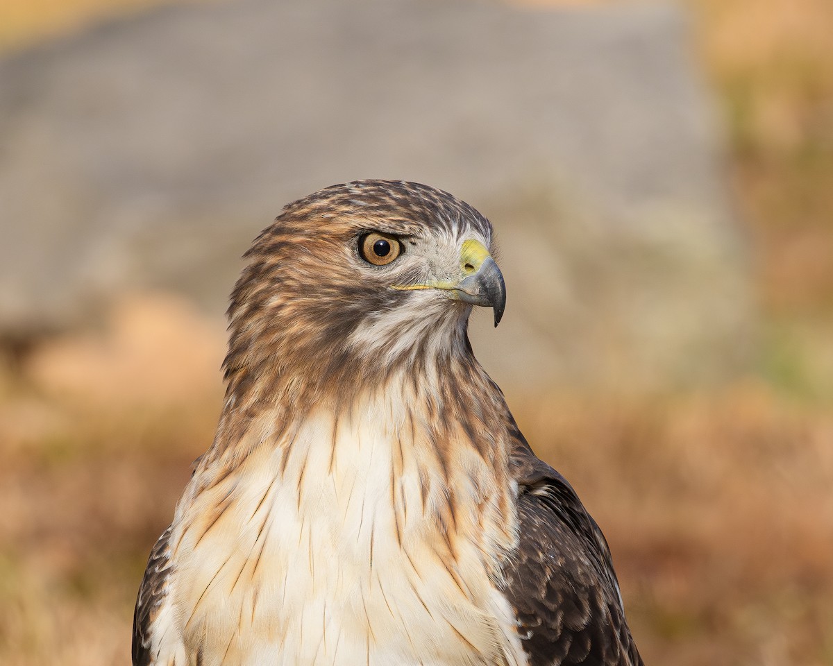 Red-tailed Hawk - ML644405088