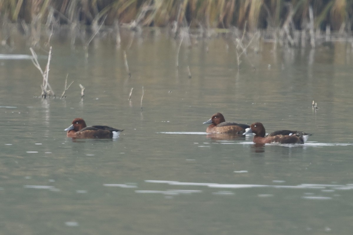 Ferruginous Duck - ML644405090