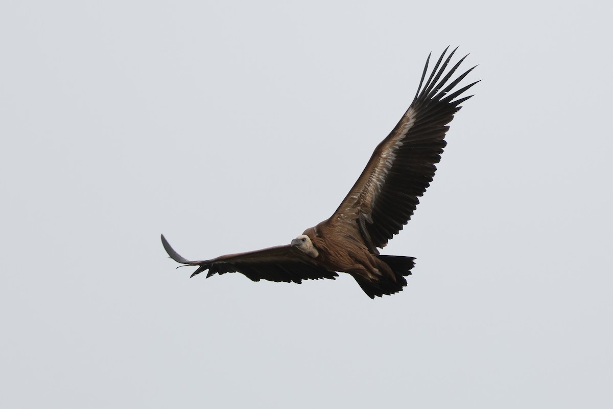 Kızıl Akbaba - ML644405111