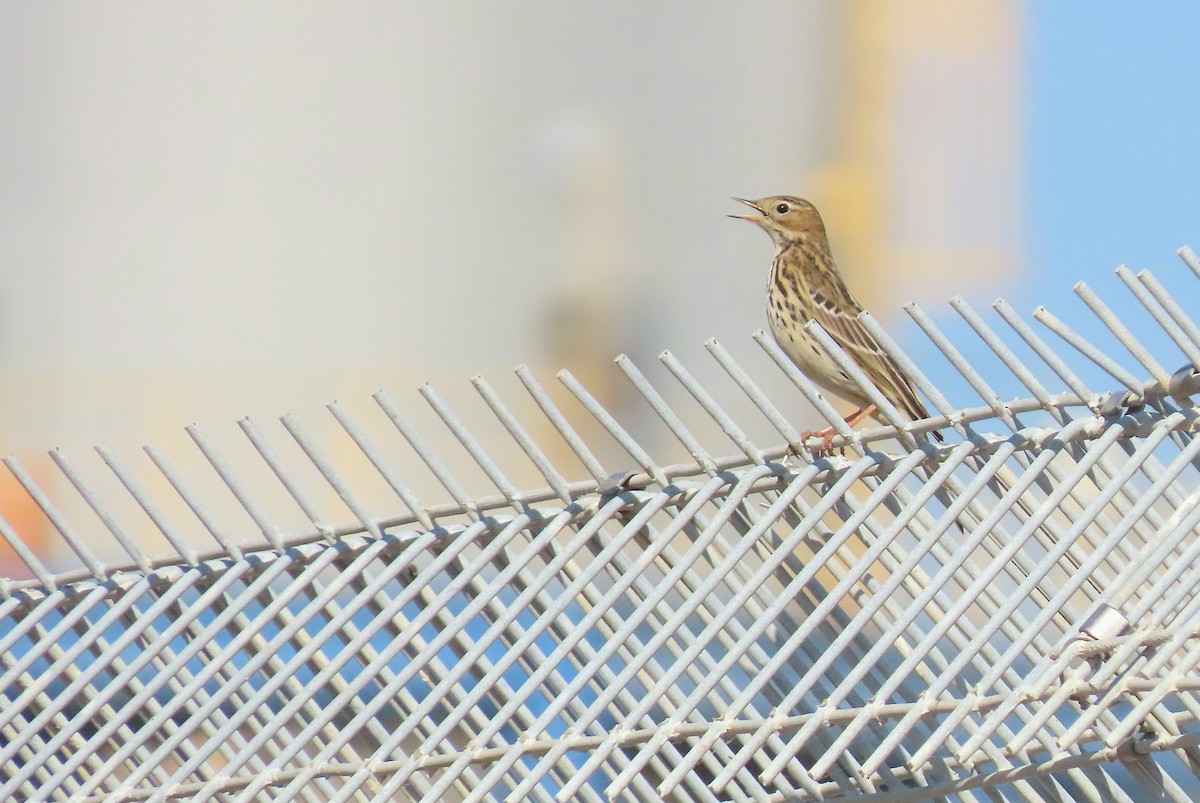 Red-throated Pipit - ML644405123