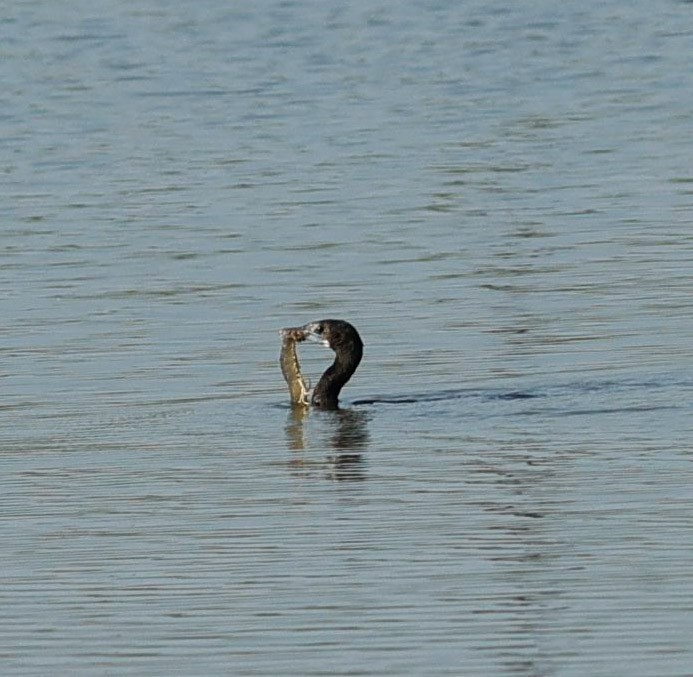 orientdvergskarv - ML644405124