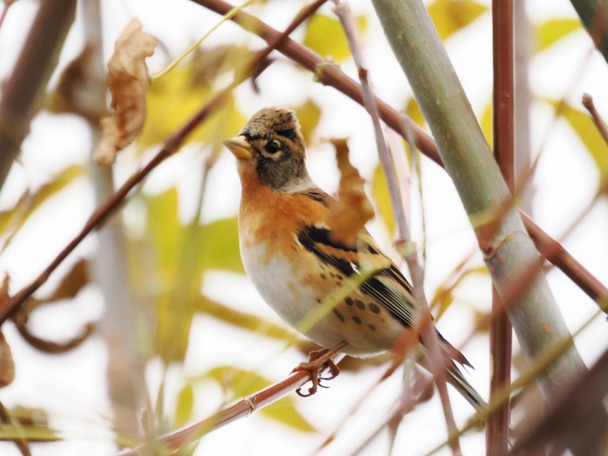 Brambling - ML644405134