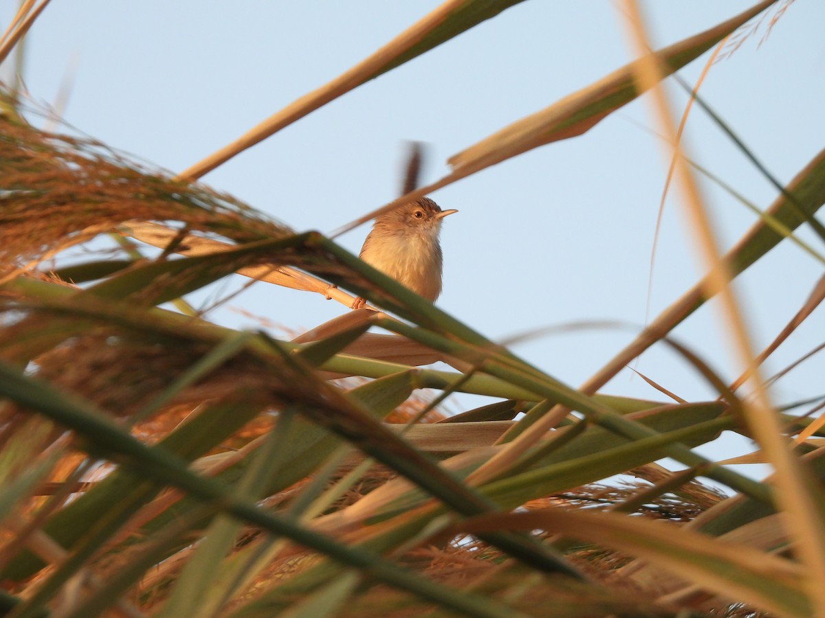 Orientprinie - ML644405158