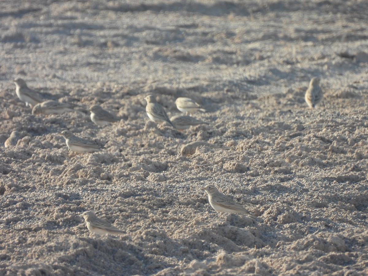 Kurzzehenlerche - ML644405165