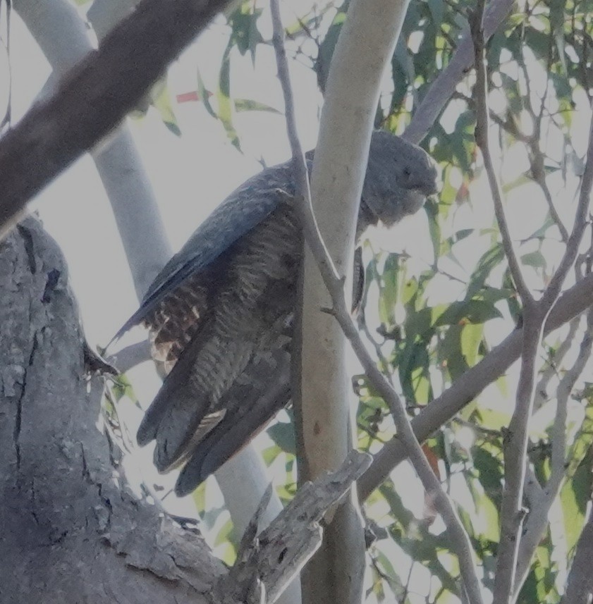 Gang-gang Cockatoo - ML644405167