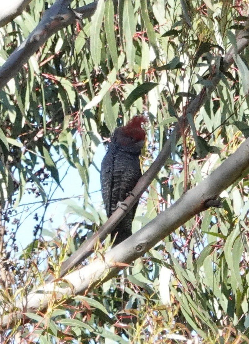 Gang-gang Cockatoo - ML644405168