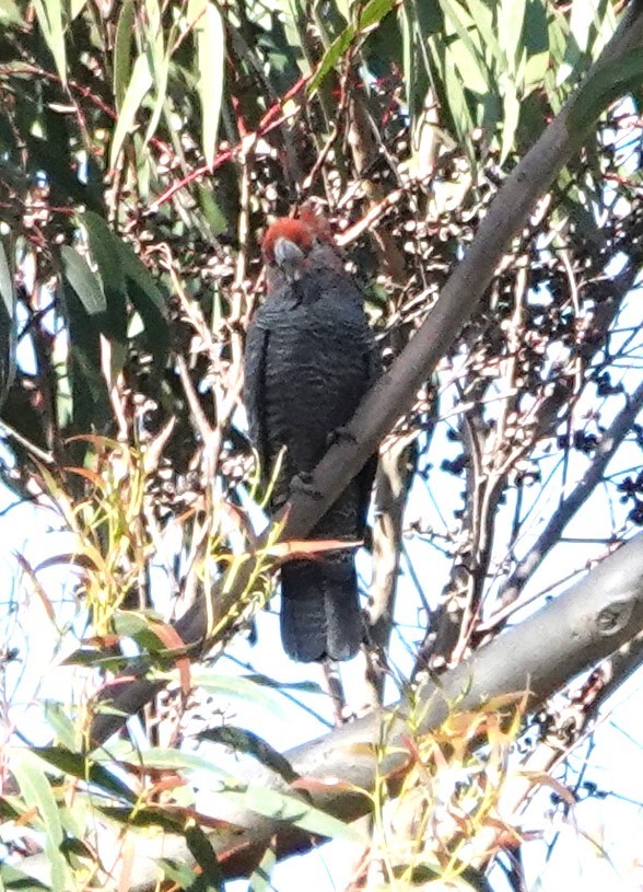 Gang-gang Cockatoo - ML644405169