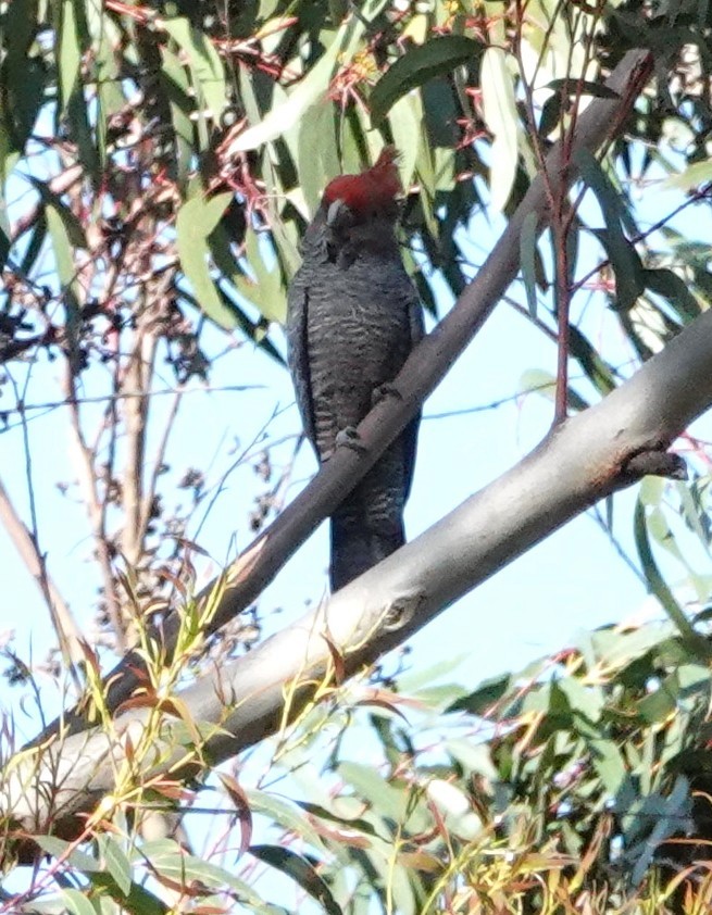 Gang-gang Cockatoo - ML644405170