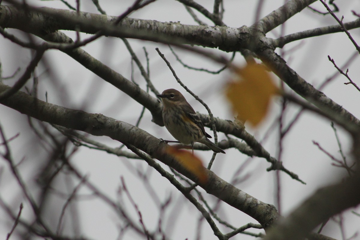 Yellow-rumped Warbler - ML644405171