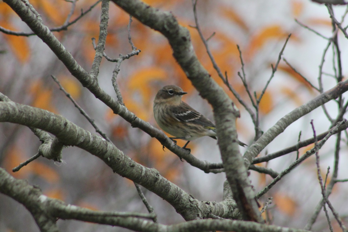 Yellow-rumped Warbler - ML644405172